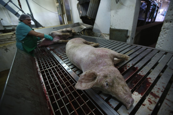 An employee cuts the throat of a pig at Santacarnes slaughterhouse in Santarem, October 10, 2013. The Santacarnes slaughterhouse, which started business in 1992, currently has 60 employees who can slaughter around 200 pigs or 45 cows per hour. In 2012, th