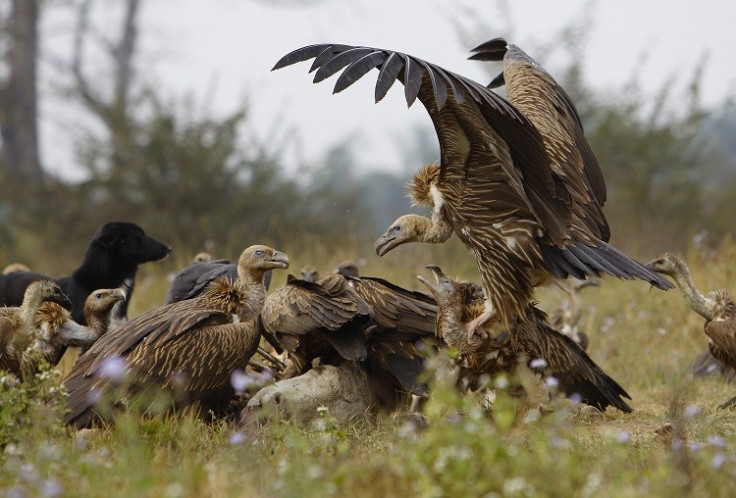 Vultures reportedly fed on the remains of Carolina Bernal Gomez, whom Jose Miguel Tamayo allegedly killed PIC: Reuters