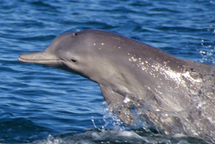 Sousa dolphin