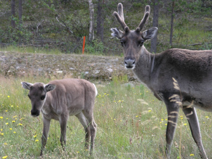 Reindeer