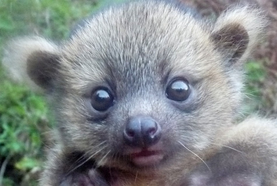 Baby Olinguito
