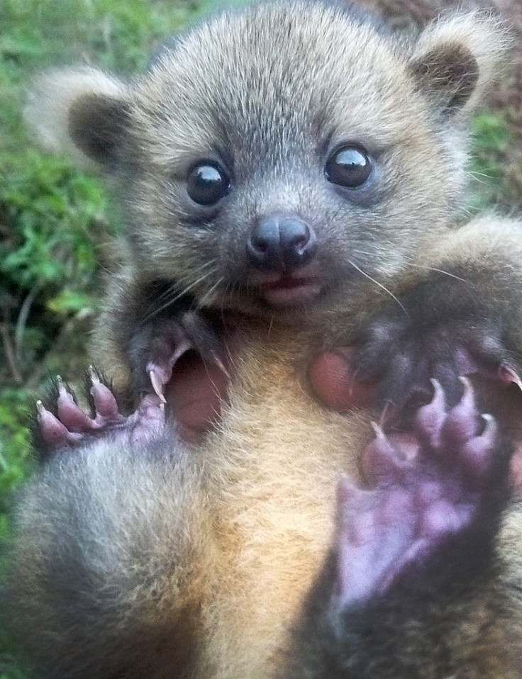 Baby Olinguito