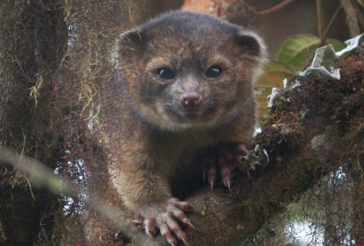 Olinguito