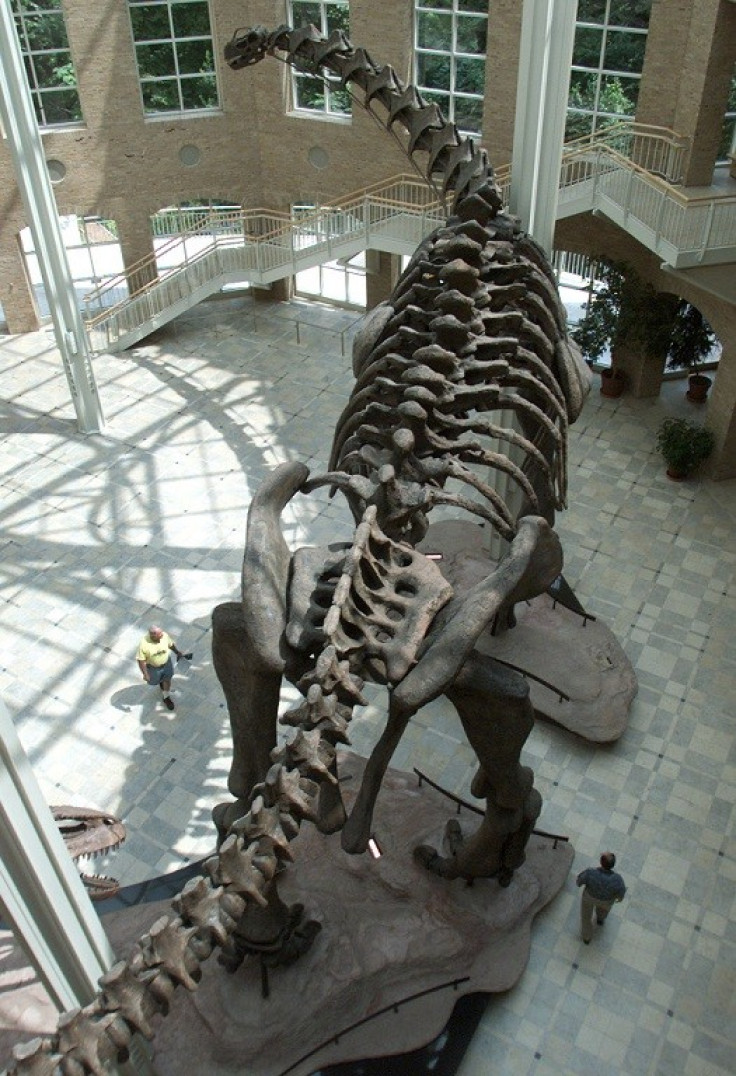 Argentinosaur on display PIC: Reuters