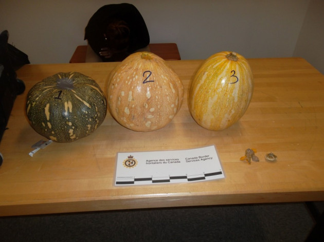 Pumpkins Pumpkins
