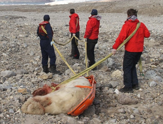 The body of the bear that killed horatio Alger is dragged away. The body of the bear that killed horatio Alger is dragged away.
