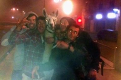 Serge the llama was stolen by the drunk teenagers from a closed down circus  (Facebook)