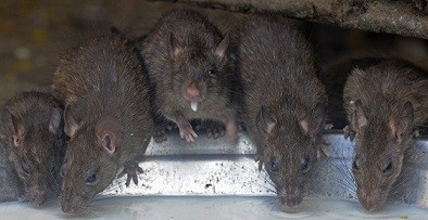 There are an estimated 10.5 million rats in the UK (Reuters)