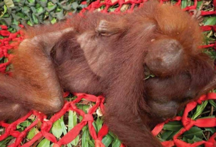 A baby Orangutan clings to its starving mother in deforested ares in Indonesia PIC: Alejo Sabugo/IARI