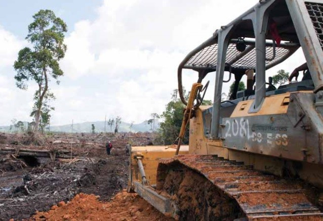 Flattened forest of Ketapang in West Kalimanta after deforestation PIC: Alejo Sabugo/IARI