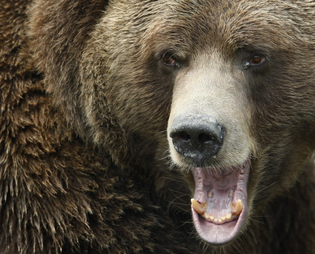 The genetic code of a giant cave bear that lived 400,000 years ago is studied by scientists. The genetic code of a giant cave bear that lived 400,000 years ago is studied by scientists.