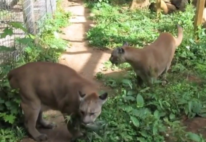 Big cats at Wildcat Haven Sanctuary