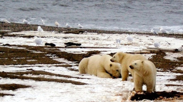 Polar Bears Polar Bears