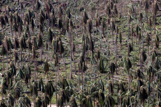 A coconut plantation goes sans fruits following Haiyan. (Photo: REUTERS/Erik De Castro) A coconut plantation goes sans fruits following Haiyan. (Photo: REUTERS/Erik De Castro)