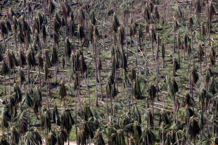 A coconut plantation goes sans fruits following Haiyan. (Photo: REUTERS/Erik De Castro)