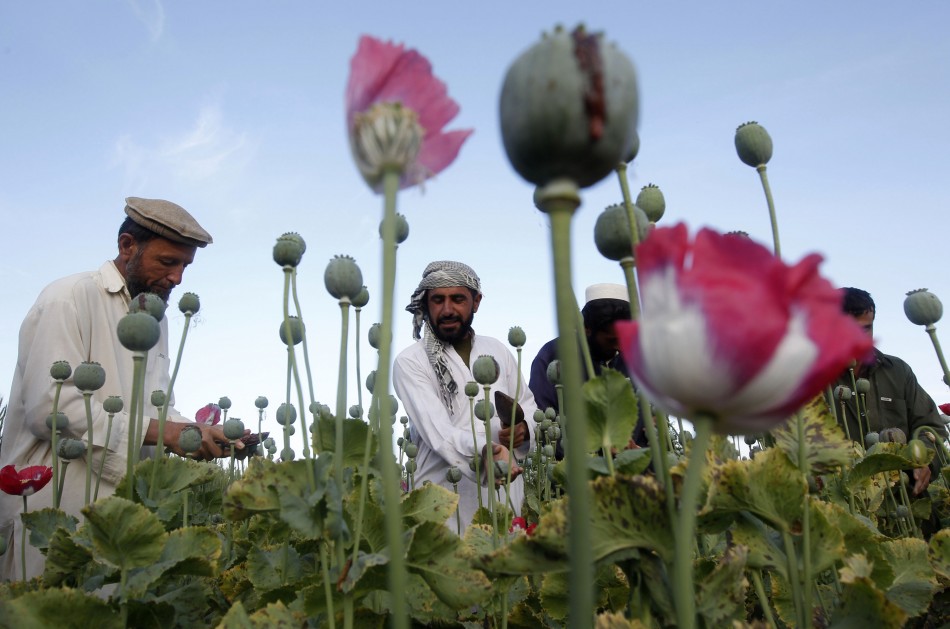 Afghan Opium Harvest Hits Record High Ahead of US Troop Withdrawal