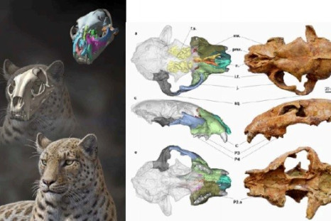 Panthera Blytheae