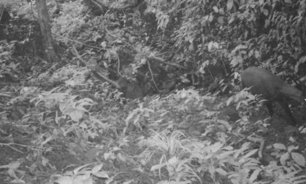 Saola Saola
