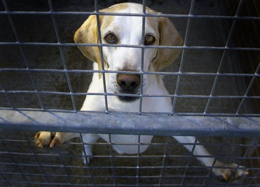 Plans for a new beagle breeding facility to be built in Grimston have been rejected (Reuters) Plans for a new beagle breeding facility to be built in Grimston have been rejected (Reuters)