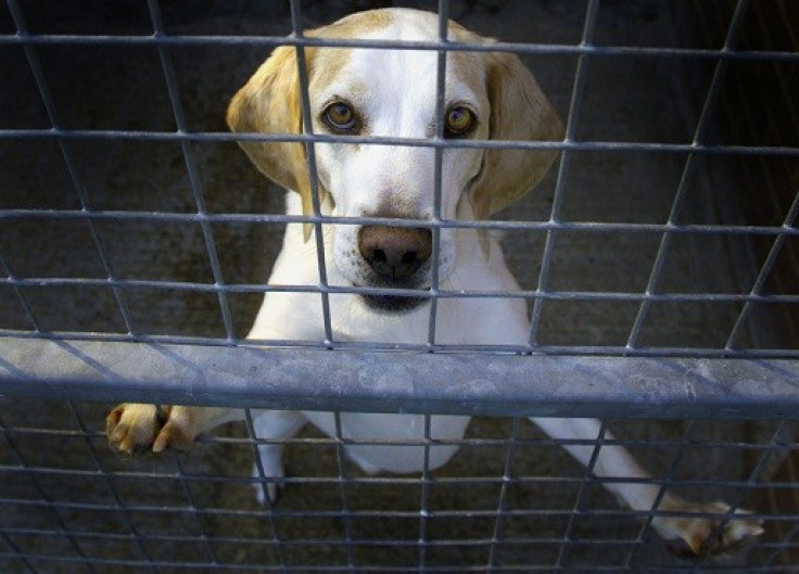 Plans for a new beagle breeding facility to be built in Grimston have been rejected (Reuters)