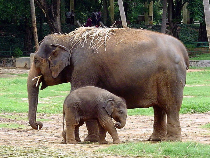 Indian elephants