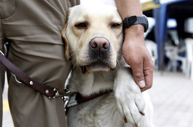 Albert Rizzi’s guide dog Doxy become restless after the US Airways flight was delayed by almost two hours. (Reuters) Albert Rizzi’s guide dog Doxy become restless after the US Airways flight was delayed by almost two hours. (Reuters)