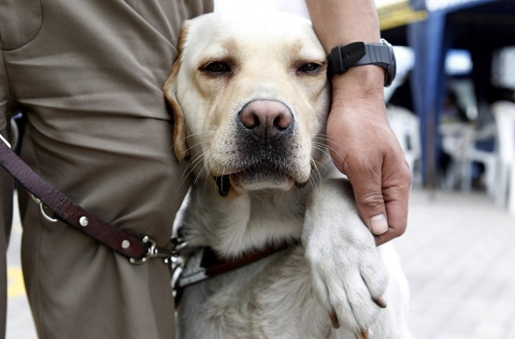 Albert Rizzi’s guide dog Doxy become restless after the US Airways flight was delayed by almost two hours. (Reuters)