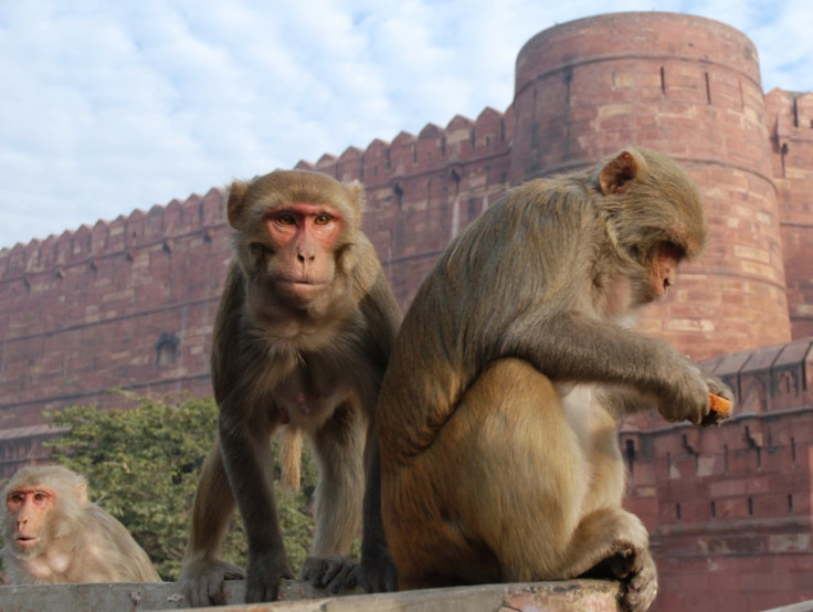 Rhesus Macaques