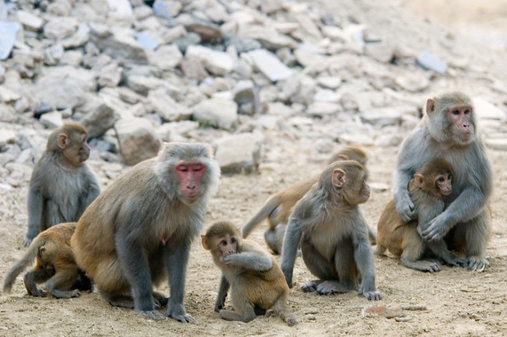 Rhesus family