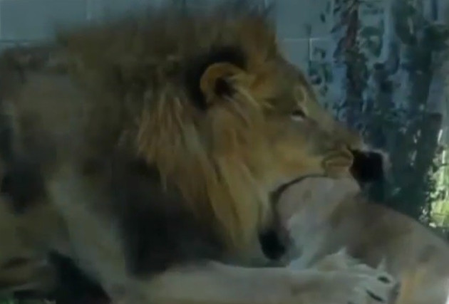 Lion sinks teeth in to Johari's neck in Dallas Zoo killing PIC: CNN Lion sinks teeth in to Johari's neck in Dallas Zoo killing PIC: CNN