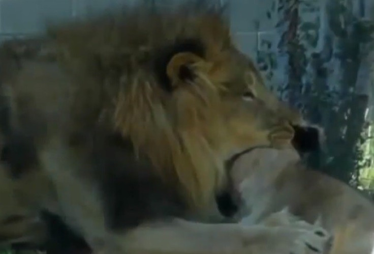 Lion sinks teeth in to Johari's neck in Dallas Zoo killing PIC: CNN