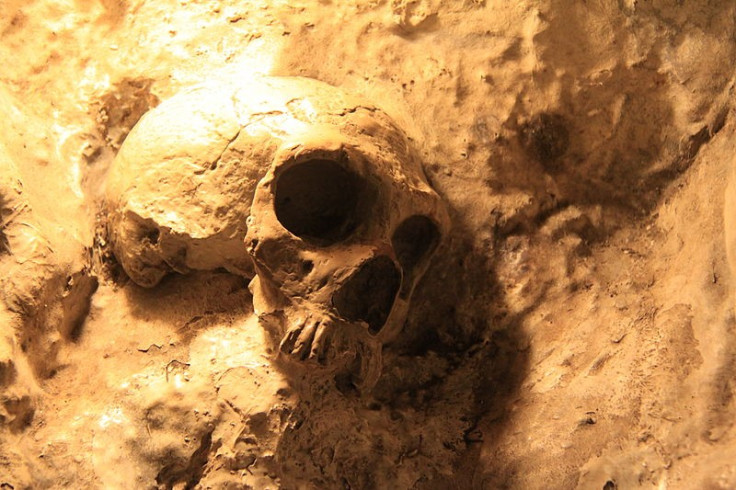 Neanderthal skull