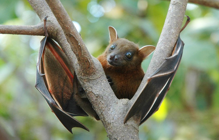 fruit bats