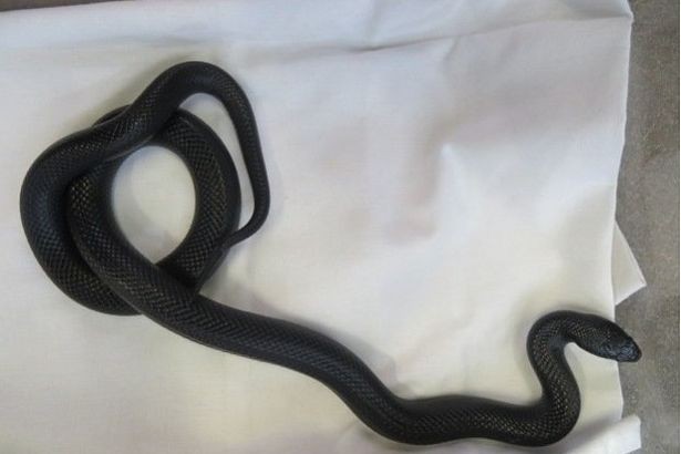 Mexican Black Kingsnake Slithers To Freedom From Scottish Tower Block