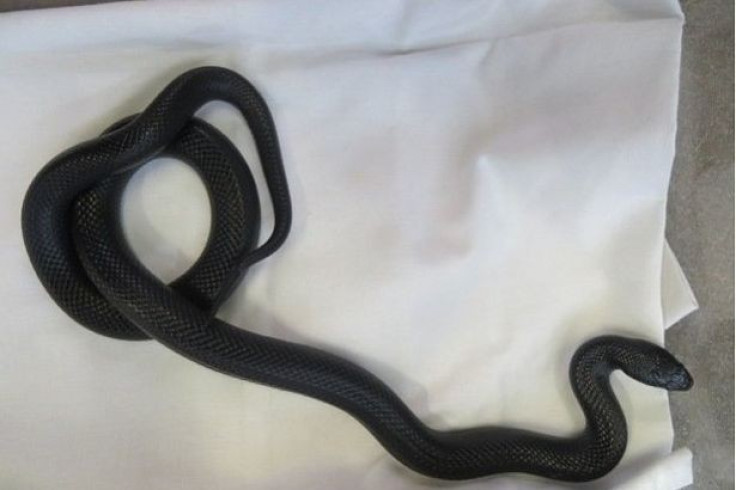 Mexican black king snake PIC: SPCA