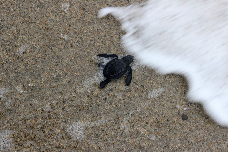 An Olive Ridley turtle hatchling reaches the ocean after being released in Tomatlan, Mexico. (Photo: REUTERS/Alejandro Acosta)