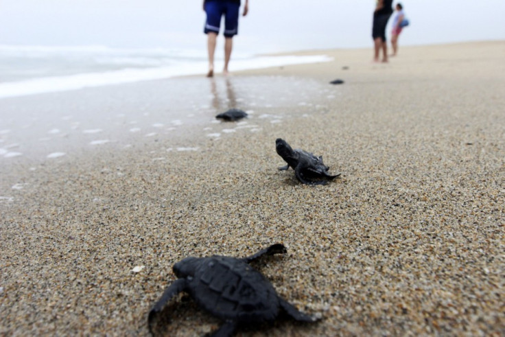 An Olive Ridley turtle hatchling flips on its back while trying to reach the ocean. (Photo: REUTERS/Alejandro Acosta)