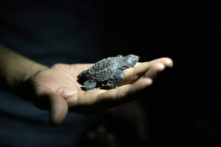 A volunteer holds a Olive Ridley turtle hatchling before releasing it into ocean. (Photo: REUTERS/Alejandro Acosta)