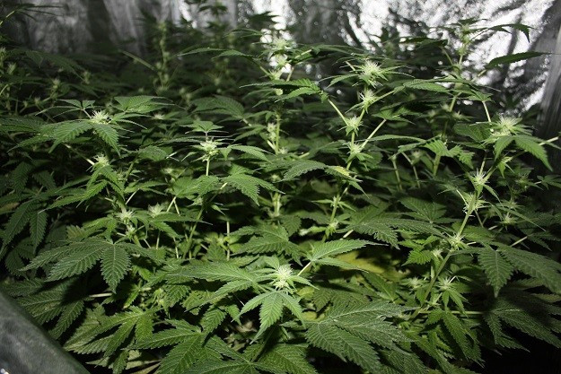 Police successfully raided a cannabis property in Bromley yesterday (Met Police)