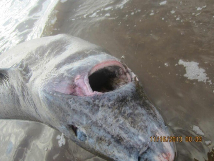 Two men in Newfoundland rescued a beached Greenland shark that was found choking on a piece of moose hide