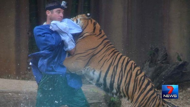 Australian tiger attack