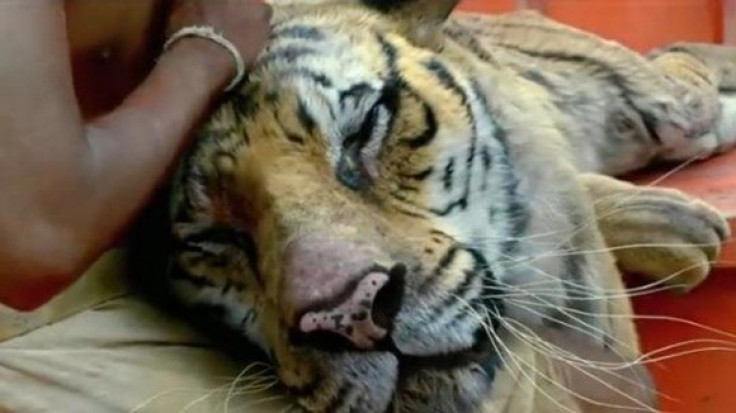 The Bengal tiger central to Ang Lee's Life of Pi allegedly nearly drowned (21st century Fox)