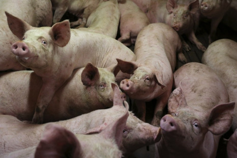 Mafia fed pigs italy