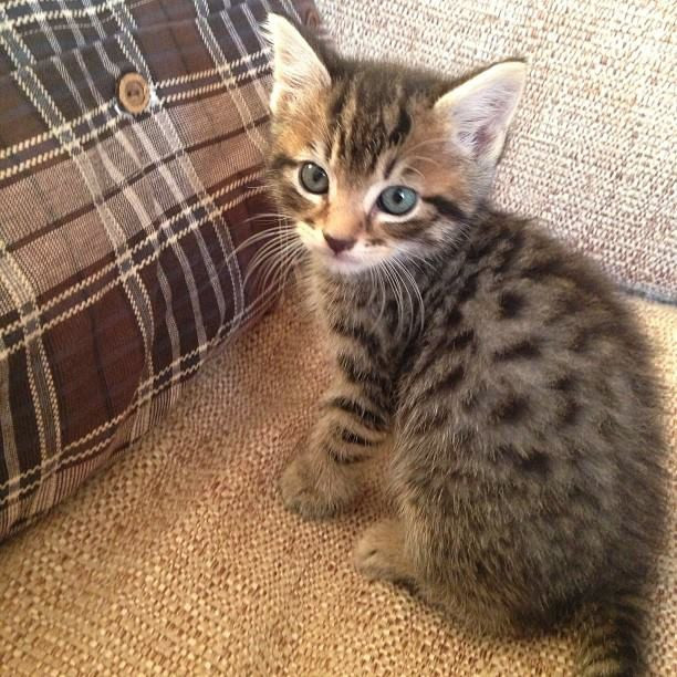 Kitten
