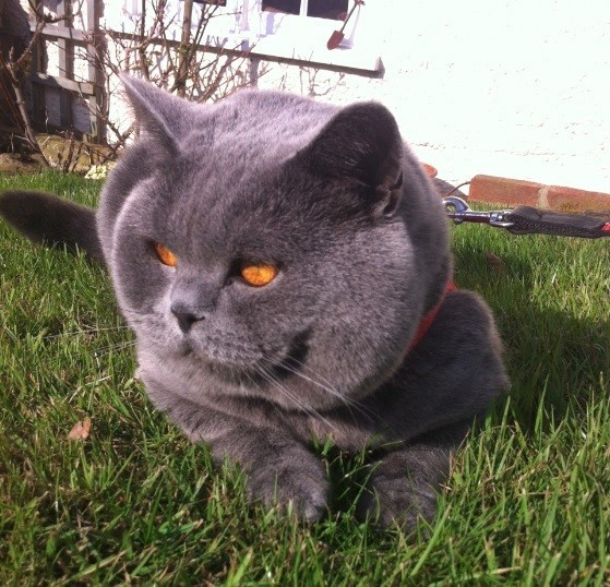 cat