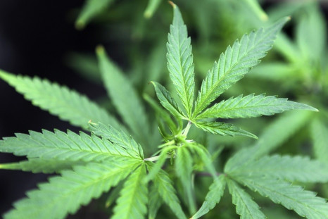 Cannabis found Drakelow in Kidderminster PIC: Reuters
