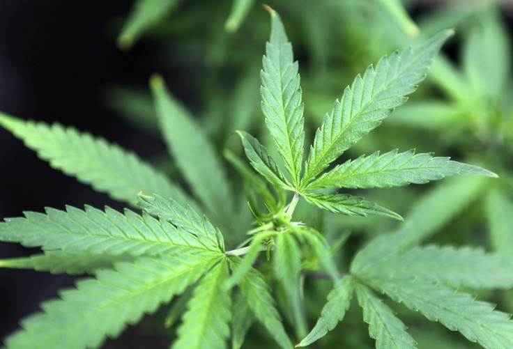 Cannabis found Drakelow in Kidderminster PIC: Reuters