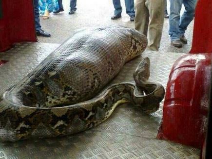 [Image: python-eats-drunk-man-india-story-has-tu...air212.jpg]