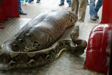 Python eats drunk man in India story has turned out to be Hoax (Twitter/mvnair212)