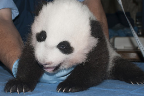 Bao Bao Panda US china